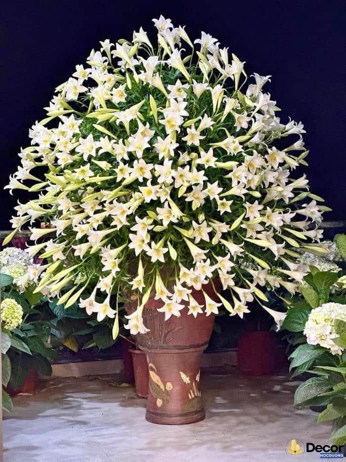 hoa trang trí ngày tết
